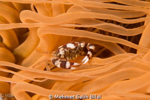 Harlequin crab. by Mehmet Salih Bilal 